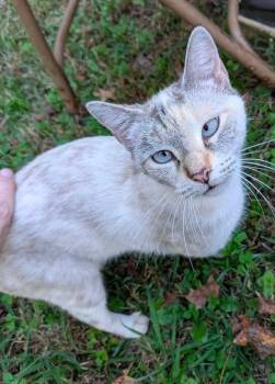 Ivy -  Siamese Cat for Adoption in Cumming, Georgia - Ivy | PetCurious