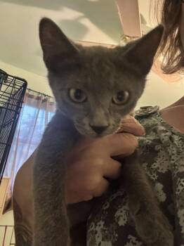 Cadence -  Russian Blue and Domestic Short Hair Cat for Adoption in Plumerville, Arkansas - Cadence | PetCurious
