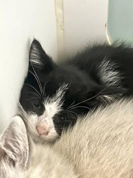 Poboy -  Domestic Short Hair Cat for Adoption in Muskegon, Michigan - Poboy | PetCurious