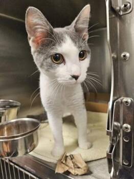 Pop -  Domestic Short Hair Cat for Adoption in Fallston, Maryland - Pop | PetCurious