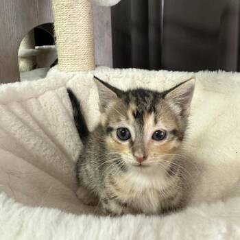 Caramel -  Domestic Medium Hair Cat Available for Adoption in Inman, South Carolina - Caramel | PetCurious
