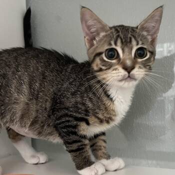 Canal -  Domestic Short Hair Cat for Adoption in Jupiter, Florida - Canal | PetCurious