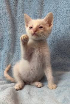 Warlock -  Domestic Short Hair Cat for Adoption in Little Rock, Arkansas - Warlock | PetCurious