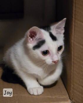 Domestic Short Hair Cats Available for Adoption in St. Augustine, Florida - Joy | PetCurious