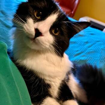 Toph -  Domestic Long Hair Cat for Adoption in Springfield, Illinois - Toph | PetCurious