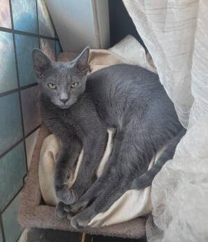 Rescue Domestic Short Hair Cats for Adoption in Warr Acres, Oklahoma - Greyson | PetCurious