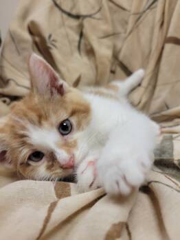 Rescue Domestic Short Hair Cats for Adoption in Lorain, Ohio - Wrathion | PetCurious