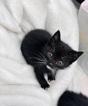 Tuxedo Cats Available for Adoption in West Hollywood, California - Violet | PetCurious