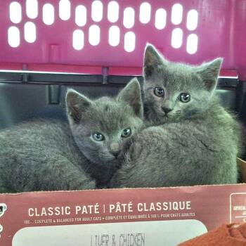 Domestic Short Hair Cats Available for Adoption - Roan | PetCurious