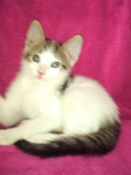 Rescue Domestic Short Hair Cats for Adoption in Bossier City, Louisiana - Micah | PetCurious