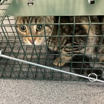 Adult stray striped -  Domestic Short Hair Cat for Adoption in Montgomery, Alabama - Adult Stray Striped | PetCurious
