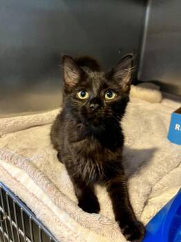 Raven -  Domestic Medium Hair Cat for Adoption in Emerald Isle, North Carolina - Raven | PetCurious