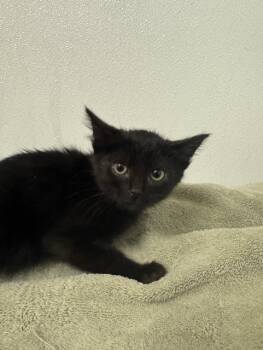 Rescue Domestic Short Hair Cats for Adoption in Hayward, California - A136609 | PetCurious