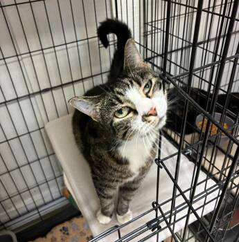 Cindy -  Domestic Short Hair Cat for Adoption in Statesboro, Georgia - Cindy | PetCurious
