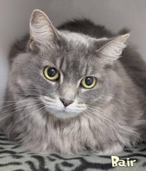 Bair -  Domestic Long Hair and Domestic Short Hair Cat for Adoption in Mason, Michigan - Bair | PetCurious