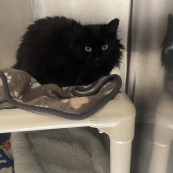 Domestic Long Hair Cats Available for Adoption in Kanab, Utah - Recess | PetCurious