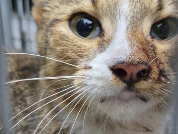 Sf-9 -  Domestic Short Hair Cat for Adoption in Lawrenceville, Georgia - Sf-9 | PetCurious