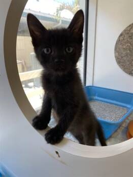 Domestic Short Hair Cats Available for Adoption - HEATH | PetCurious