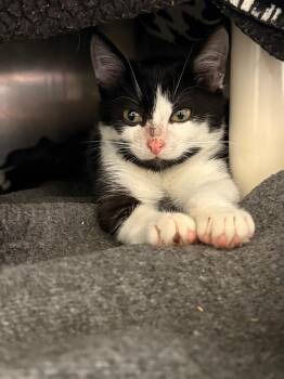 Noodle -  Domestic Short Hair Cat for Adoption in Detroit, Michigan - Noodle | PetCurious