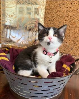 Frieren -  Tuxedo and Domestic Short Hair Cat for Adoption in Warr Acres, Oklahoma - Frieren | PetCurious