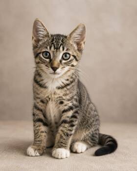 Torsak -  American Shorthair Cat for Adoption in Miami, Florida - Torsak | PetCurious