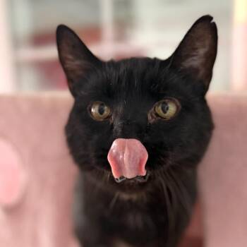 Tucker -  Domestic Short Hair Cat for Adoption in Newberg, Oregon - Tucker | PetCurious