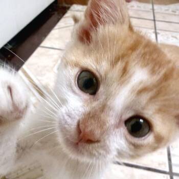 You Smell Nice 12 -  Domestic Short Hair Cat for Adoption in Austin, Texas - You Smell Nice 12 | PetCurious