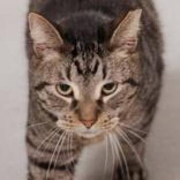 Teddy -  Domestic Short Hair Cat for Adoption in Hilliard, Ohio - Teddy | PetCurious