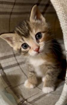 Domestic Short Hair Cats Available for Adoption in Lemoyne, Pennsylvania - Samantha | PetCurious