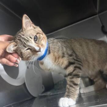 Duncan -  Domestic Short Hair Cat for Adoption in Lakeland, Florida - Duncan | PetCurious