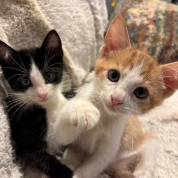 Tybalt and Bob Treece (Bonded Pair) -  Domestic Short Hair and Tabby Cat for Adoption in Morrison, Colorado - Tybalt And Bob Treece (Bonded Pair) | PetCurious