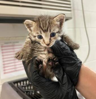 Harley -  Domestic Short Hair Cat for Adoption in Nashville, Tennessee - Harley | PetCurious