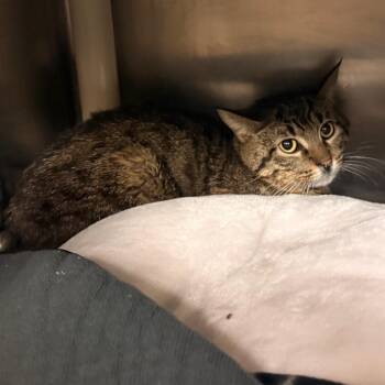 Moonpie -  Domestic Short Hair Cat for Adoption in Flagstaff, Arizona - Moonpie | PetCurious