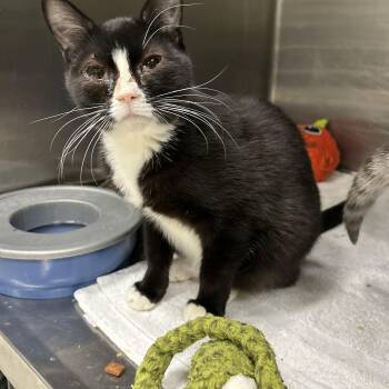 Rescue Tuxedo Cats for Adoption in La Grange Park, Illinois - Rosita | PetCurious