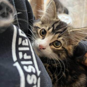 Betty James -  Domestic Medium Hair Cat for Adoption in Chilliwack, British Columbia - Betty James | PetCurious