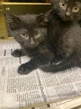 Domestic Short Hair Cats Available for Adoption in Jackson, Tennessee - Rat Rat | PetCurious