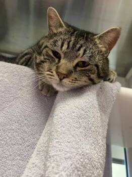 Domestic Short Hair Cats Available for Adoption in Kansas City, Missouri - Tree Hugger | PetCurious