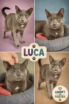 Luca (FCID# 07/30/2026 - 38 Trainer) -  Domestic Short Hair Cat for Adoption in Greenville, Delaware - Luca (FCID# 07/30/2026 - 38 Trainer) | PetCurious