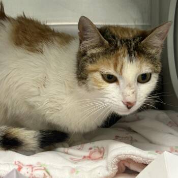 Puddle Jumper -  Domestic Short Hair Cat for Adoption in Chattanooga, Tennessee - Puddle Jumper | PetCurious