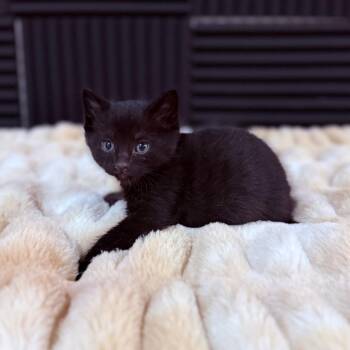 Sunny Crock -  Domestic Short Hair Cat for Adoption in Eagle Mountain, Utah - Sunny Crock | PetCurious