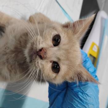 Rescue Domestic Short Hair Cats for Adoption in Summerville, South Carolina - Bento Box | PetCurious