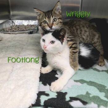 Wriggly -  Domestic Short Hair Cat for Adoption in Parkersburg, West Virginia - Wriggly | PetCurious