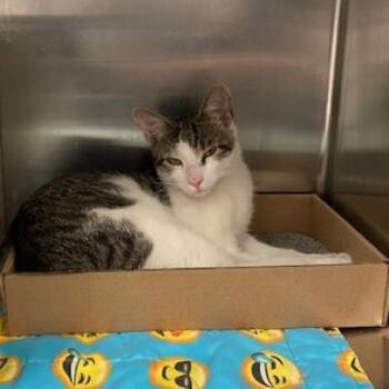 Domestic Short Hair Cats Available for Adoption in Philadelphia, Pennsylvania - Soup | PetCurious
