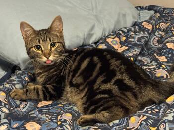 Wobble - CH Kitty -  Domestic Short Hair Cat for Adoption in Arlington, Texas - Wobble - CH Kitty | PetCurious