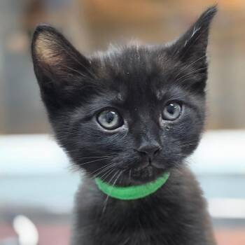Domestic Short Hair Cats Available for Adoption in Buellton, California - Barkley | PetCurious