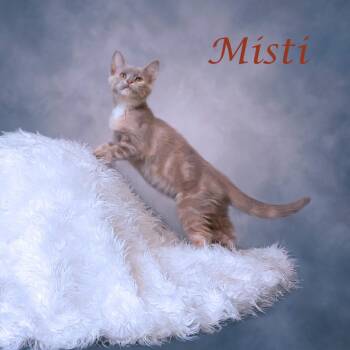 Misti C26-159 -  Domestic Short Hair Cat for Adoption in Lebanon, Tennessee - Misti C26-159 | PetCurious