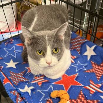 Rescue Domestic Short Hair Cats for Adoption in Normal, Illinois - Hocus | PetCurious