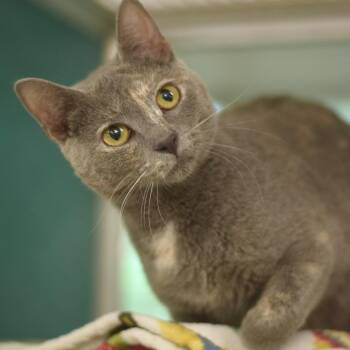 Smokey -  Domestic Short Hair Cat for Adoption in Belleville, Illinois - Smokey | PetCurious