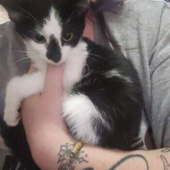 Baltimore -  Domestic Short Hair Cat for Adoption in Canal Winchester, Ohio - Baltimore | PetCurious