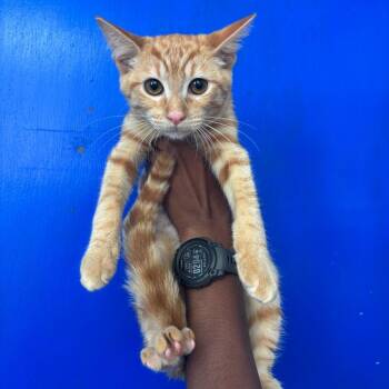 Odette -  Domestic Short Hair Cat for Adoption in Wahiawa, Hawaii - Odette | PetCurious